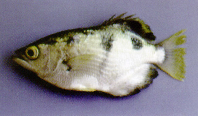 Smallscale archerfish