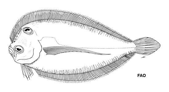 Tosarhombus neocaledonicus