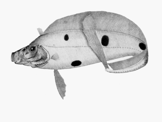 Trachipterus jacksonensis