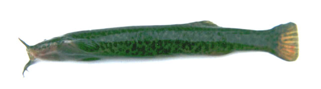 Trichomycterus areolatus