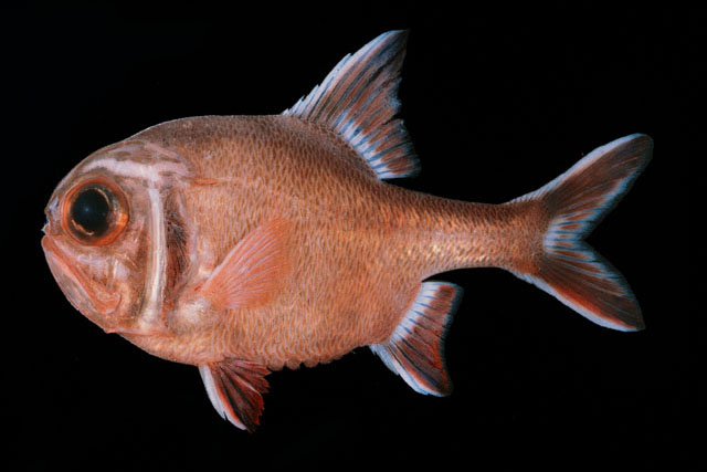 Trachichthys australis