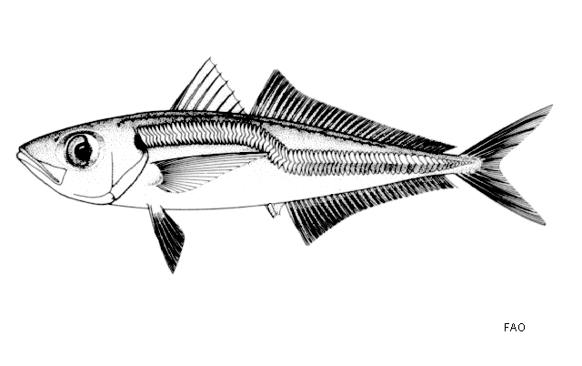 Trachurus capensis