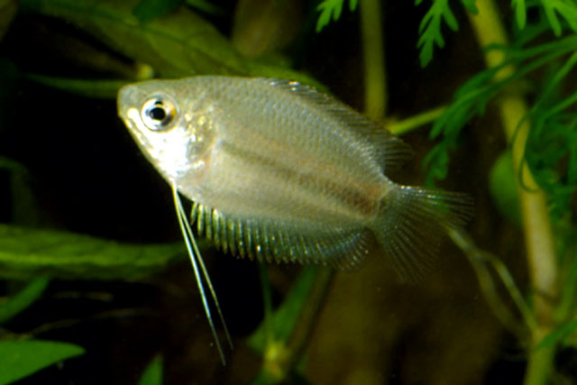 Trichogaster chuna