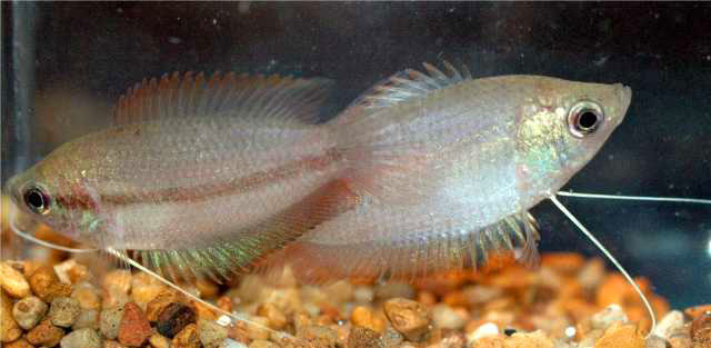 Trichogaster chuna
