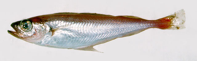 Trisopterus esmarkii