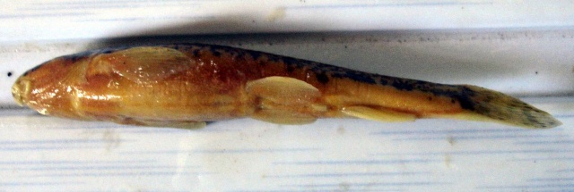 Triplophysa grahami