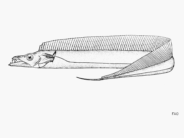 Trichiurus lepturus