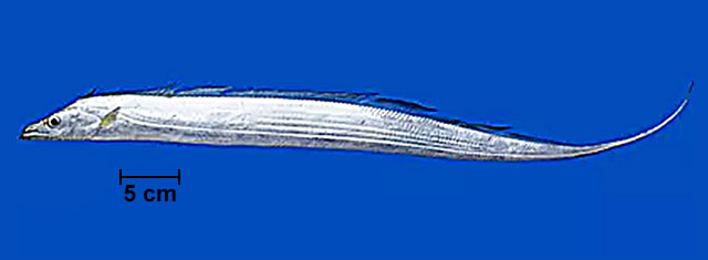 Trichiurus lepturus