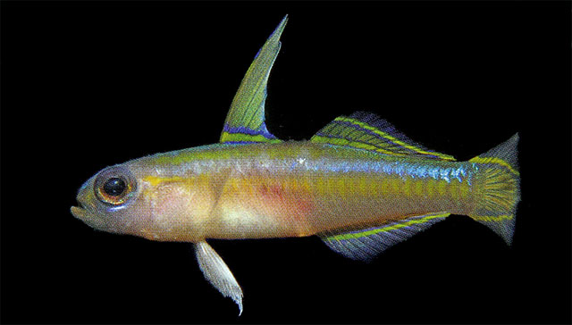 Tryssogobius longipes