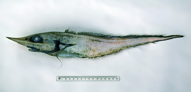 Trachyrincus longirostris