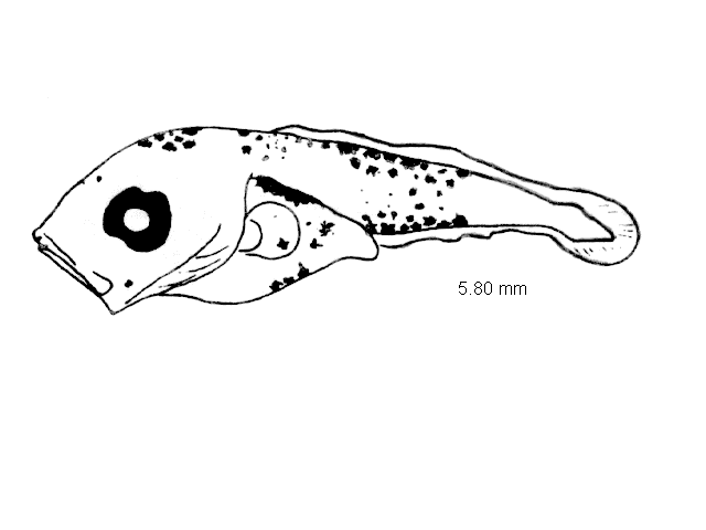Trisopterus luscus