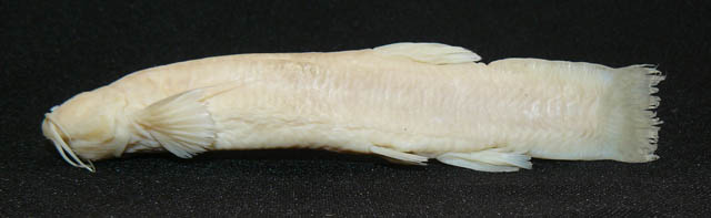 Trichomycterus santanderensis