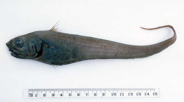 Trachonurus sentipellis