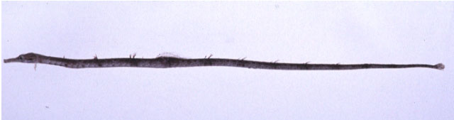 Trachyrhamphus serratus