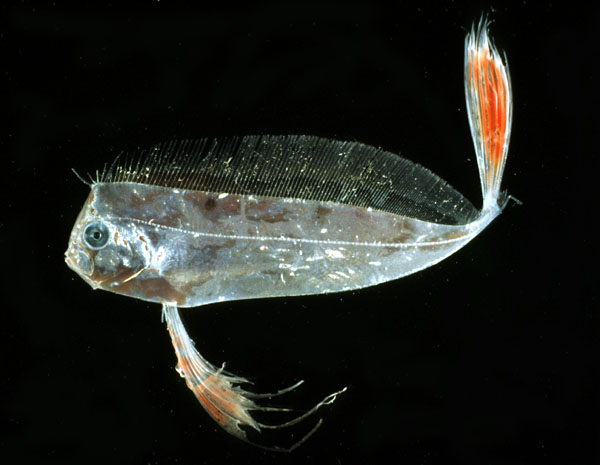 Trachipterus trachypterus