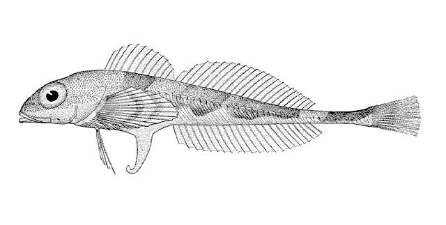Triglops xenostethus