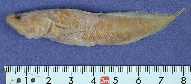 Tuamotuichthys bispinosus