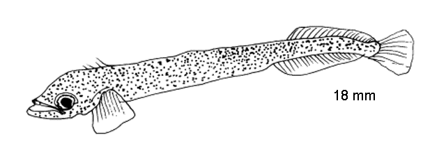 Tylosurus melanotus