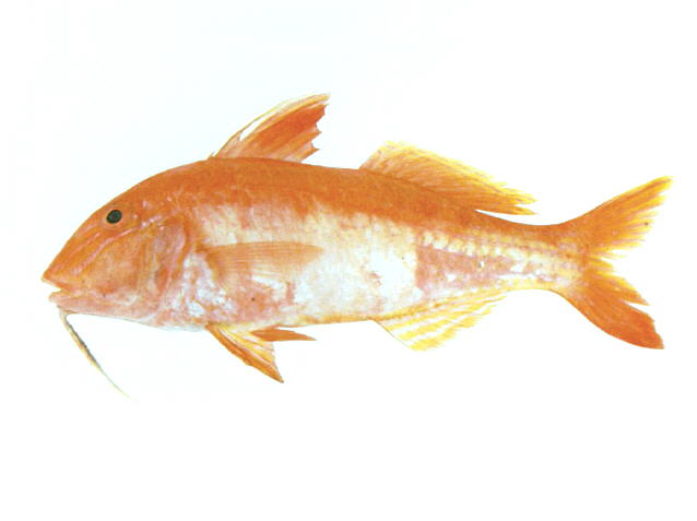 Upeneichthys lineatus