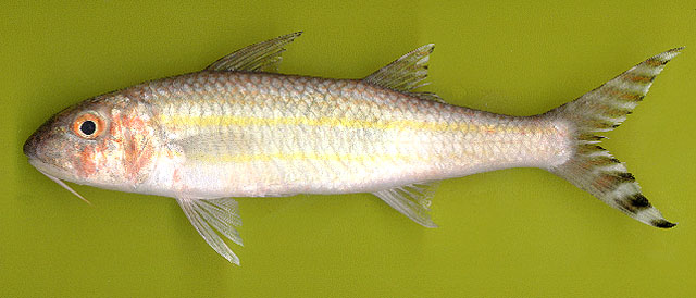 Upeneus taeniopterus