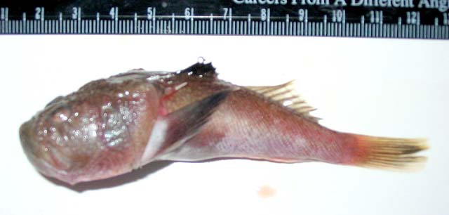 Uranoscopus affinis