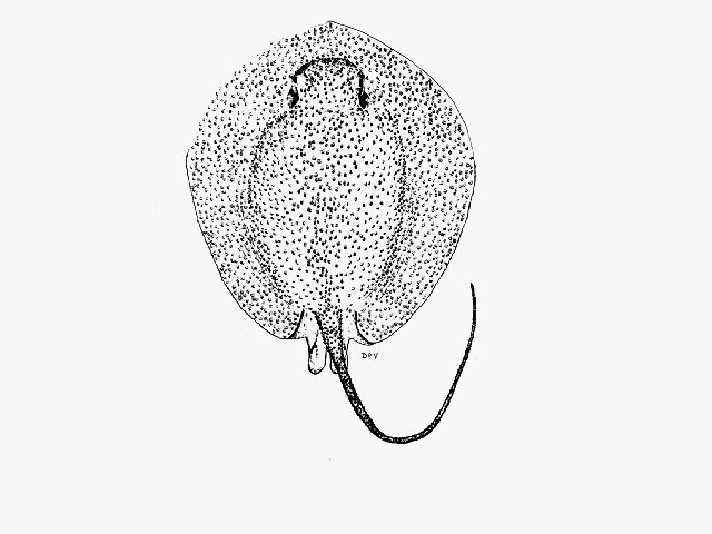 Urogymnus asperrimus