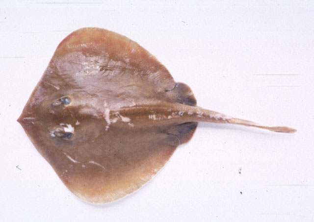 Urolophus aurantiacus