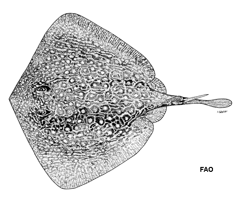 Urolophus flavomosaicus