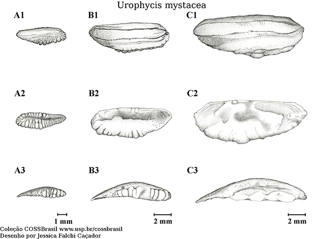 Urophycis mystacea
