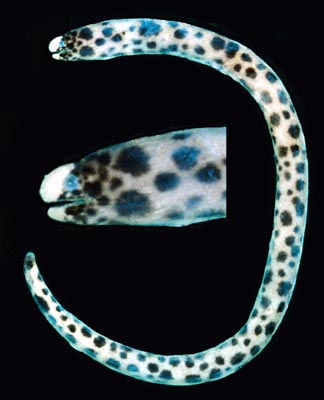 Uropterygius polyspilus