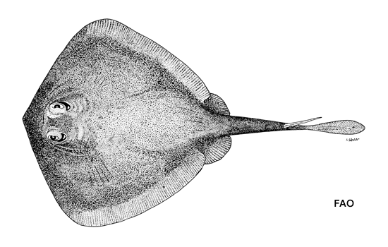 Urolophus viridis