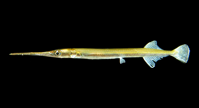 Freshwater garfish
