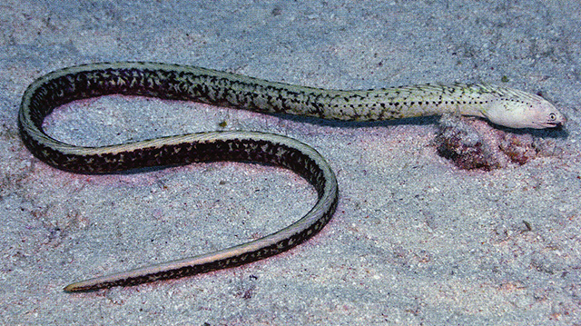 Nebulous snake eel