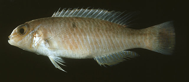 Xiphocheilus typus