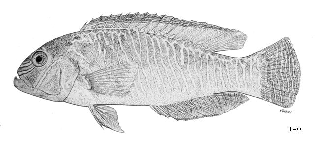 Xiphocheilus typus