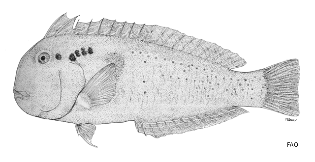 Iniistius pentadactylus