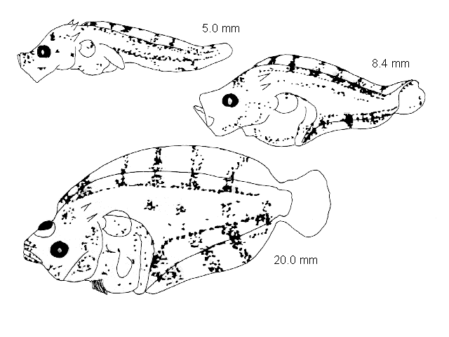 Zeugopterus punctatus