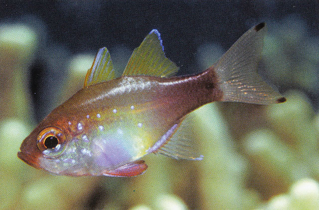 Gilbert's cardinalfish