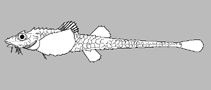 Image of Nautichthys robustus (Shortmast sculpin)
