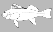 Image of Aplodactylus westralis (Western seacarp)