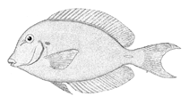 Image of Acanthurus chronixis (Chronixis surgeonfish)