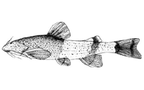 Image of Akysis brachybarbatus 