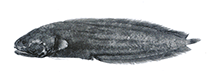 Image of Alionematichthys plicatosurculus (Folded viviparous brotula)