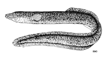 Image of Anguilla celebesensis (Celebes longfin eel)