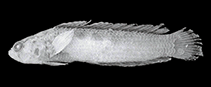 Image of Anisochromis mascarenensis 