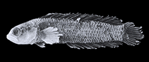 Image of Anisochromis straussi 