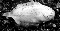 Image of Aseraggodes albidus (White sole)