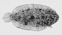 Image of Aseraggodes brevirostris 