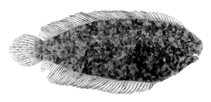 Image of Aseraggodes matsuurai (Lombok sole)