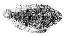 Image of Aseraggodes winterbottomi (Negros sole)